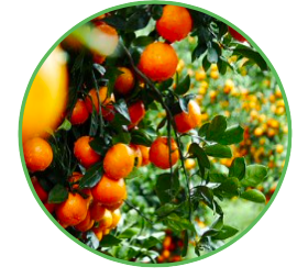 뿌리 생장과 열매 발달을 돕는 Bacillus sp.