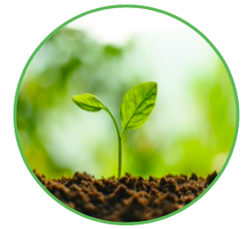 리포펩타이드에 의한 병 방제와 수량 증대