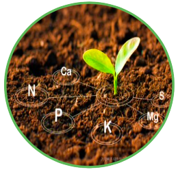 토양 내 영양 가용화를 돕는 Bacillus sp.