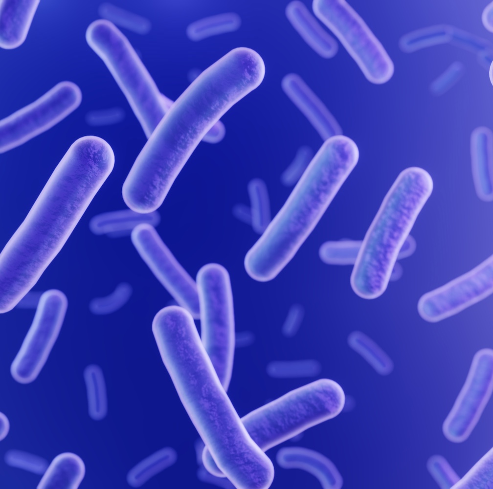 바실러스 미생물 분해