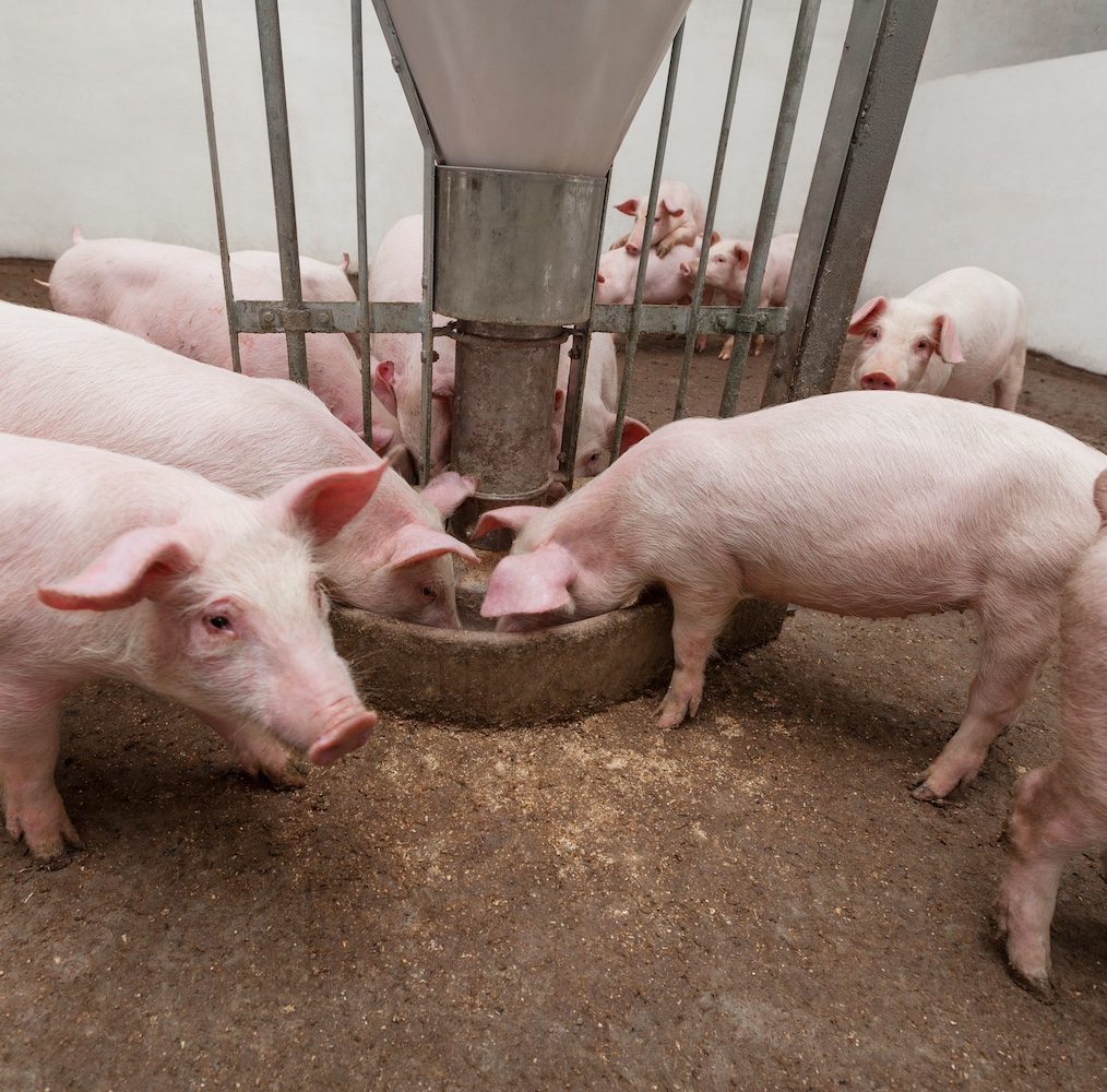 축산업 악취(암모니아·황화수소·VFA)