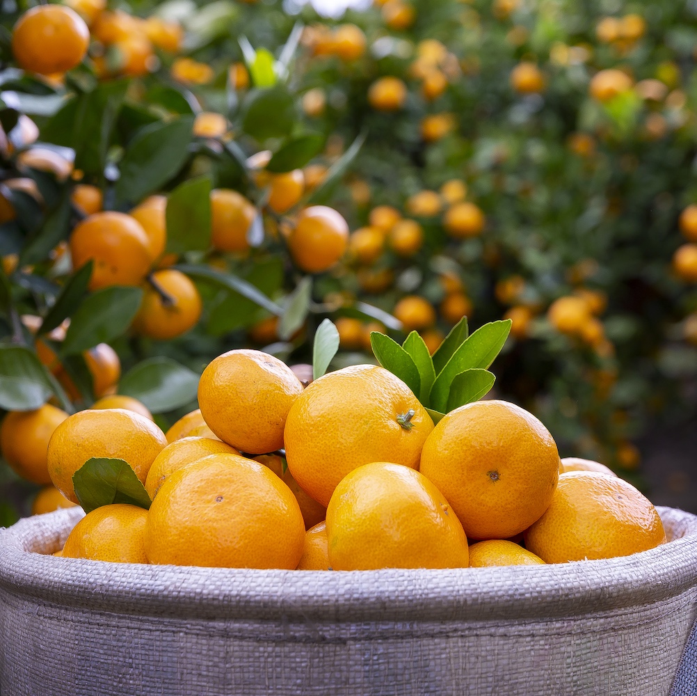 Bacillus sp. – 뿌리 생장 및 열·건조 스트레스 완화