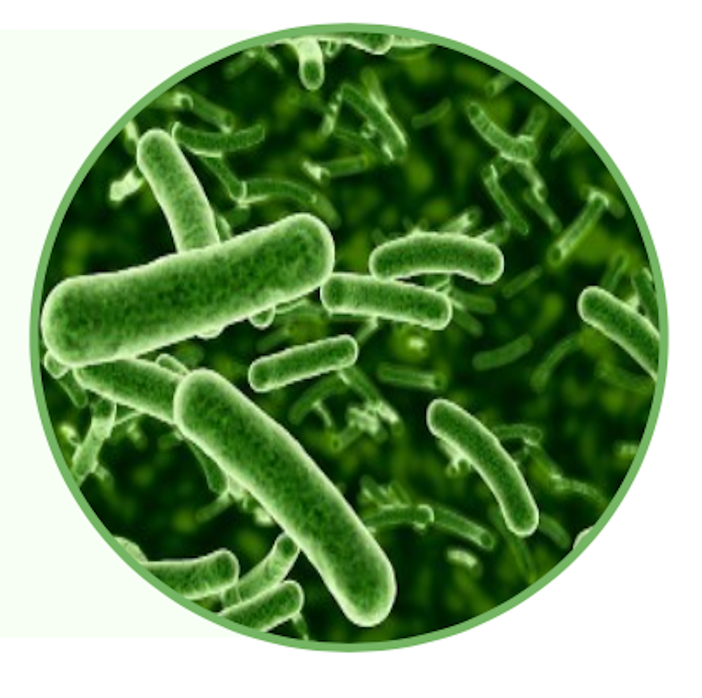 악취 저감·부숙 가속 – 산업 적용