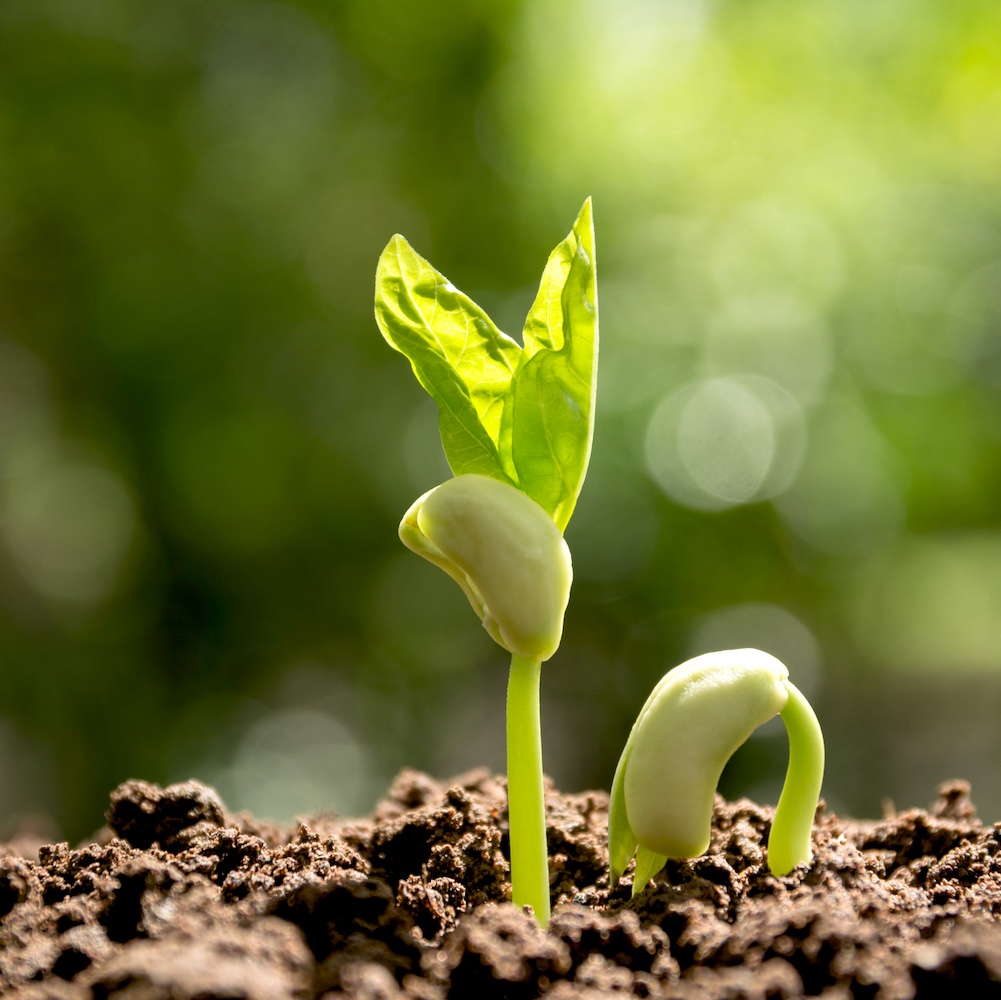 리포펩타이드 – 병원성 억제