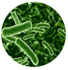 미생물 이미지 자리